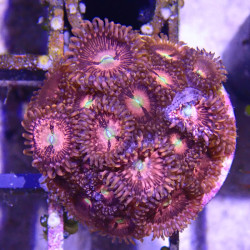 SIMILAR - Zoanthus 'purple bee' - Elevage MA - 4-6 polypes