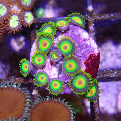 SIMILAR - Zoanthus 'rasta' - Elevage MA - 4-6 polypes