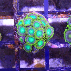SIMILAR - Zoanthus 'radioactive dragon eye' - Elevage MA - 4-6 polypes