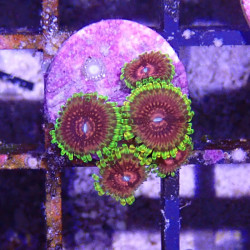 SIMILAR - Zoanthus 'diamond pink' - Elevage MA - 4-6 polypes