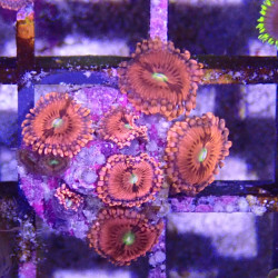 SIMILAR - Zoanthus 'playboy bunny' - Elevage MA - 4-6 polypes