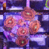 SIMILAR - Zoanthus 'playboy bunny' - Elevage MA - 4-6 polypes