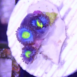 SIMILAR - Zoanthus 'super AOI' - Elevage MA - 3-6 polypes