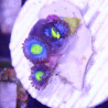 SIMILAR - Zoanthus 'super AOI' - Elevage MA - 3-6 polypes