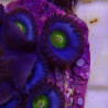SIMILAR - Zoanthus 'super AOI' - Elevage MA - 3-6 polypes