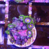 SIMILAR - Zoanthus 'blue blow pop' - Elevage MA - 4-6 polypes