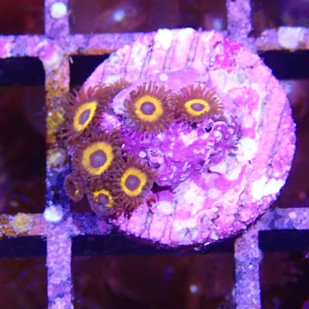 SIMILAR - Zoanthus 'johnny pumpkin' - Elevage MA - 4-6 polypes