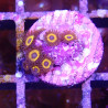 SIMILAR - Zoanthus 'johnny pumpkin' - Elevage MA - 4-6 polypes