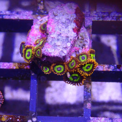 SIMILAR - Zoanthus 'fruit loop' - Elevage MA - 4-6 polypes