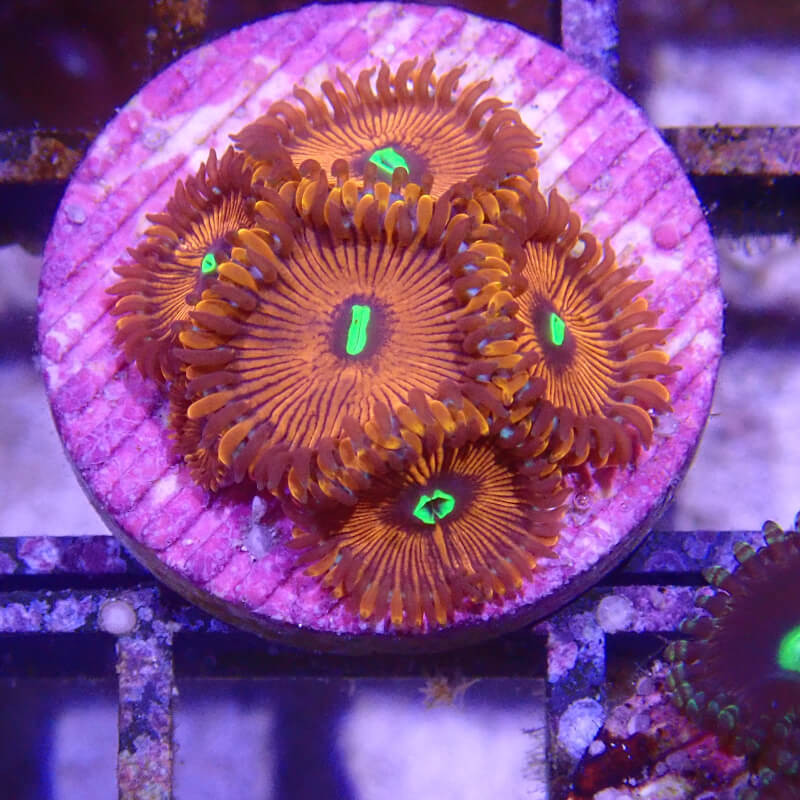 SIMILAR - Zoanthus 'super red people eater' - Elevage MA - 3-5 polypes (copie)