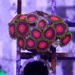 SIMILAR - Zoanthus 'mummy eyes' - Elevage MA - 4-6 polypes