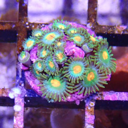 SIMILAR - Zoanthus 'green holiday' - Elevage MA - 4-6 polypes