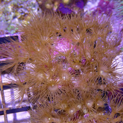 SIMILAR - parazoanthus gracilis - Elevage MA - 6-12 pol