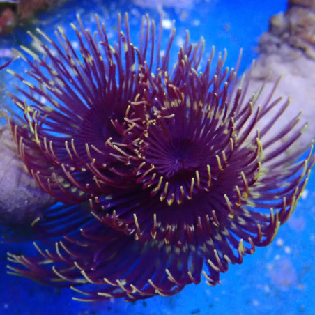 Sabelle (Sabellastarte magnifica) - coloris spécial