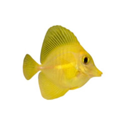 Zebrasoma Flavescens - Elevage - 5-8 cm