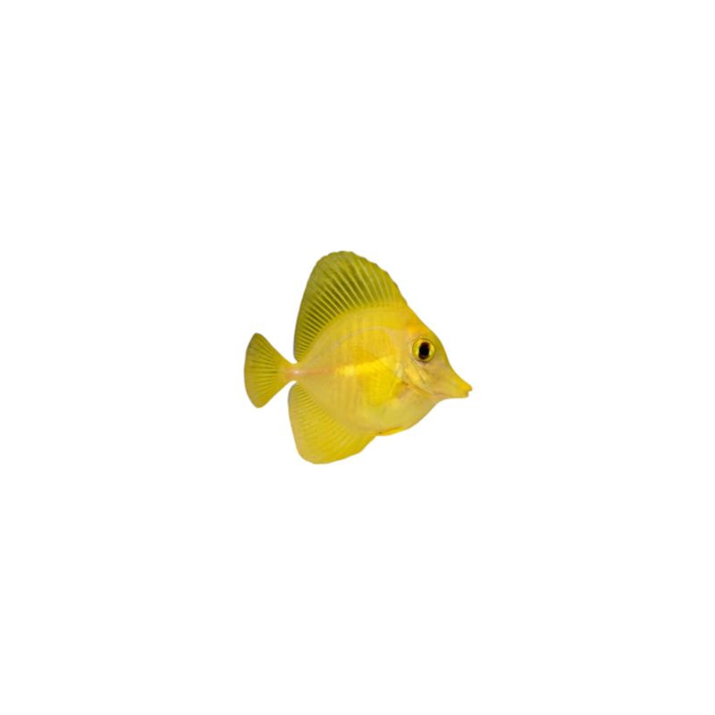 Zebrasoma Flavescens - Elevage - 5-8 cm