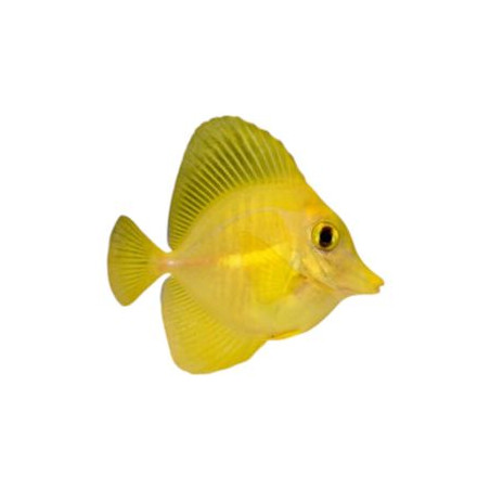Zebrasoma Flavescens - Elevage - 5-8 cm