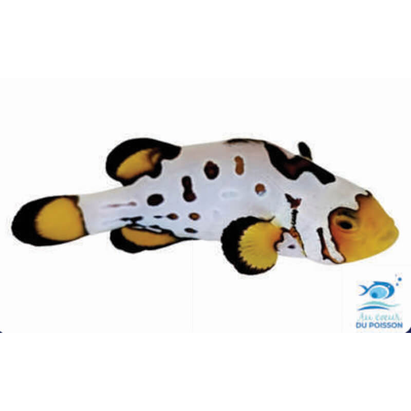 Amphiprion ocellaris Snowflake Bullet Hole Extrême - élevage FR (ACDP) - 3-4cm
