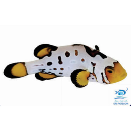 Amphiprion ocellaris Snowflake Bullet Hole Extrême - élevage FR (ACDP) - 3-4cm