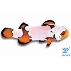 Amphiprion ocellaris Snowflake Premium - élevage France (ACDP) - 3/4cm