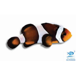 Amphiprion ocellaris mocha - élevage FR (ACDP) - 3-4cm