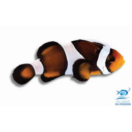 Amphiprion ocellaris mocha - élevage FR (ACDP) - 3-4cm