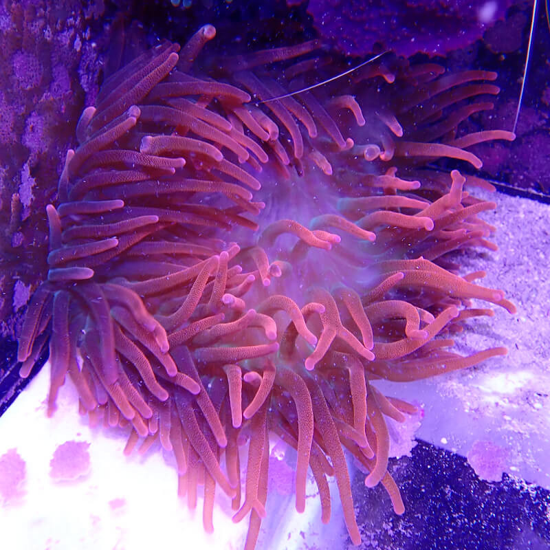 Entacmaea Quadricolor -  Rouge - Taille M