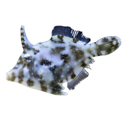 Acreichthys tomentosus