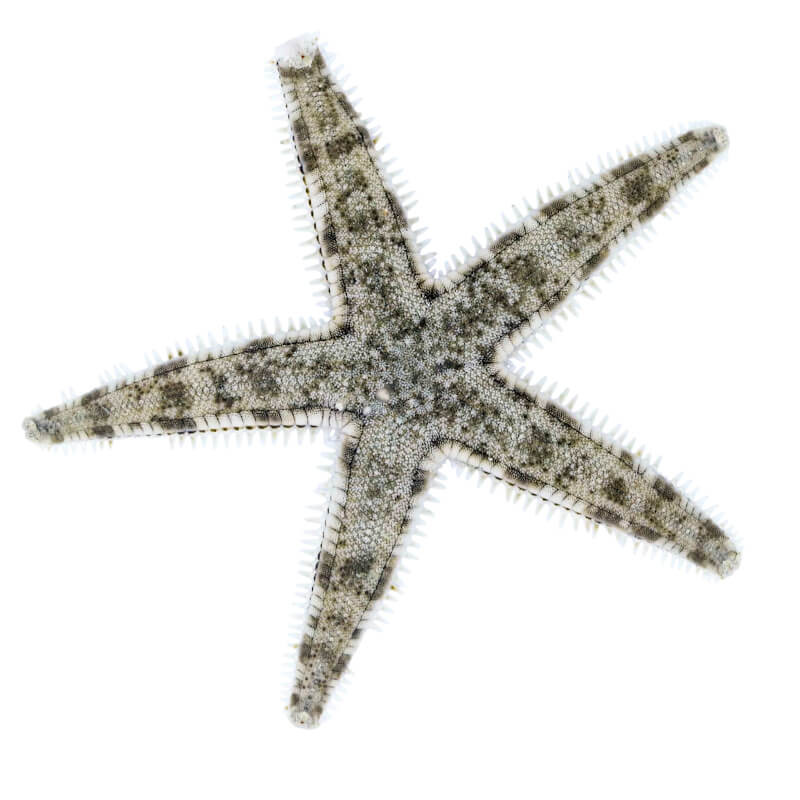 Archaster typicus
