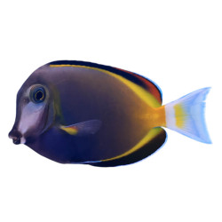 Acanthurus japonicus