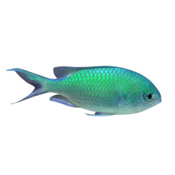 Chromis Viridis -