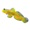 Cryptocentrus cinctus -