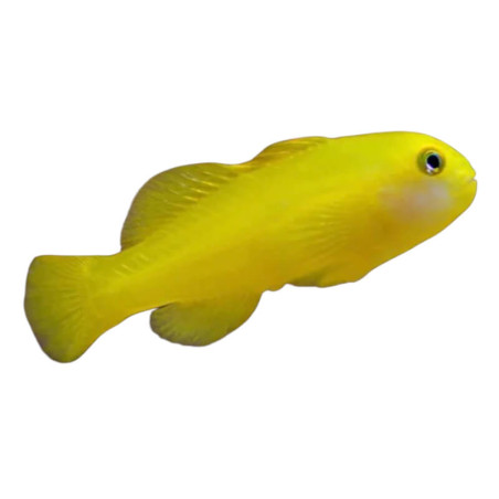Gobiodon Okinawae -