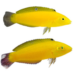 Halichoeres chrysus -