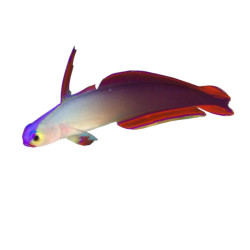 Nemateleotris decora -