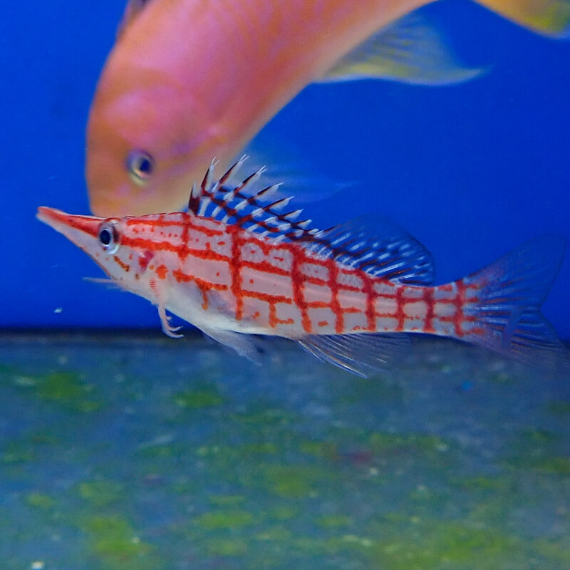 Oxycirrhites typus -