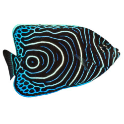 Pomacanthus imperator -  juvénile -