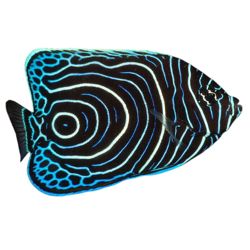 Pomacanthus imperator -  juvénile -