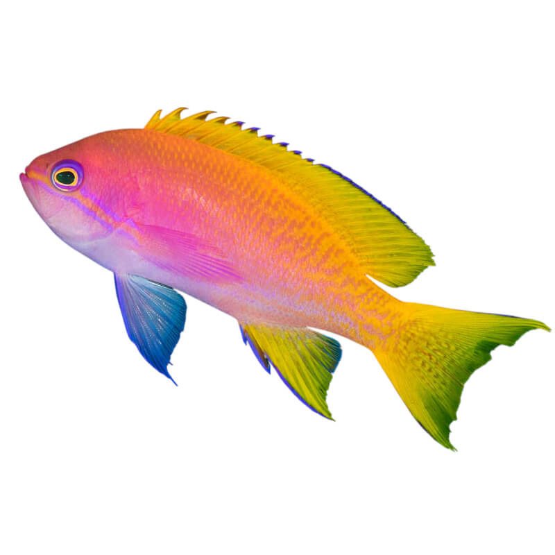 Pseudanthias bimaculatus - Femelle -