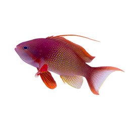 Pseudanthias squamipinnis - océan indien - Mâle -