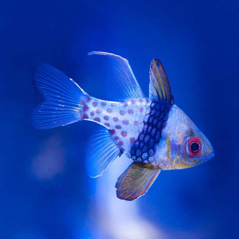 Sphaeramia nematoptera -