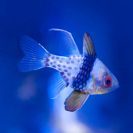 Sphaeramia nematoptera -