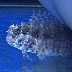 Salarias Fasciatus -