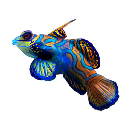 Synchiropus splendidus - Indonésie (dominante rouge) -