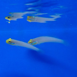 Valencianna Strigata -