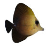 Zebrasoma Scopa -