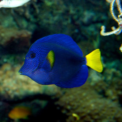 Zebrasoma xanthurum -