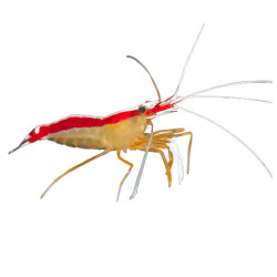 Lysmata amboinensis -