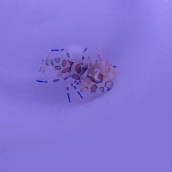 Hymenocera elegans /picta -