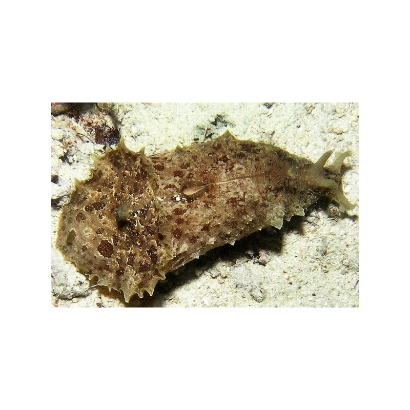 Dollabella sp -